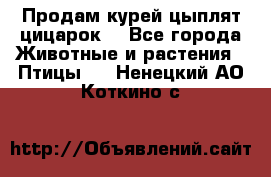 Продам курей цыплят,цицарок. - Все города Животные и растения » Птицы   . Ненецкий АО,Коткино с.